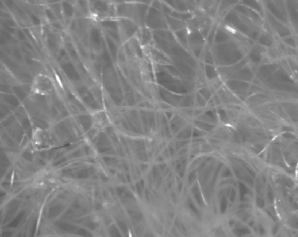  Unordered set of fibers microscopic image of a veil. 